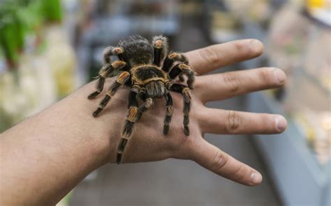 How Big Can a Tarantula Grow? | Wonderopolis