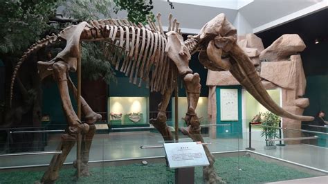 Prehistoric elephant fossils in China point to Gobi Desert, not Africa ...