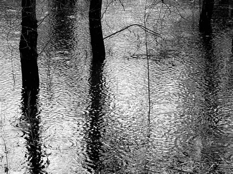 Download free photo of Rain,forest,black and white,puddle,flood - from ...