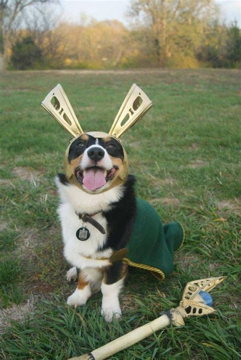 Loki the puppy. | Pet costumes, Dog costumes, Clever halloween