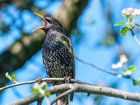 Female Starlings (Identification Guide) | Birdfact