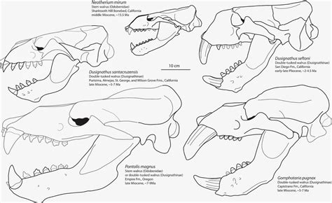 The Coastal Paleontologist: The evolutionary history of walruses, part 3: double tusked walruses ...