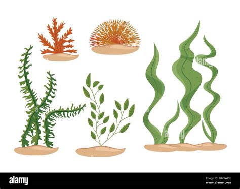 seaweeds, ocean plants, underwater planting, aquatic plants, nature wildlife Stock Vector Image ...