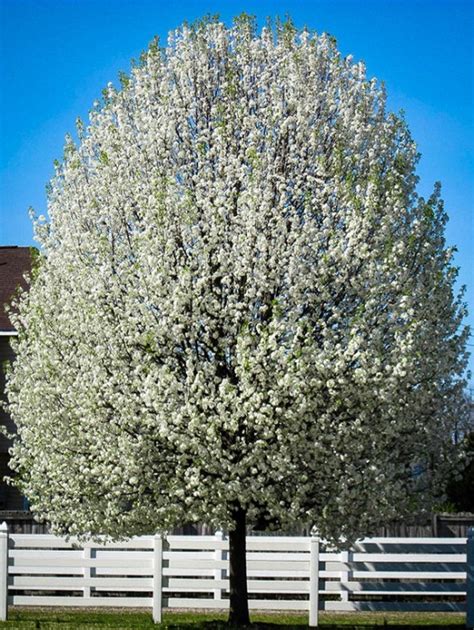 Cleveland Pear Tree Guide | The Tree Center™