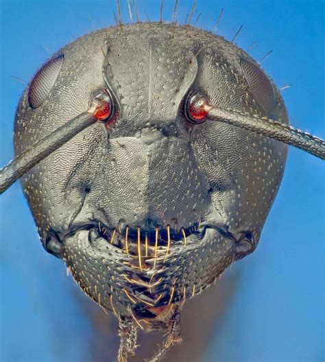 This is a close-up pic of an ants face. | Weird insects, Weird animals, Macro photography insects