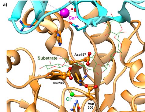 PDB-101: Global Health: Diabetes Mellitus: Drugs: Alpha glucosidase inhibitors: Alpha glucosidase