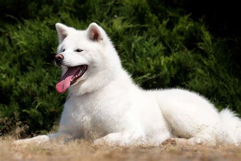 White Akita: Facts, Appearance, Genetics & Pictures