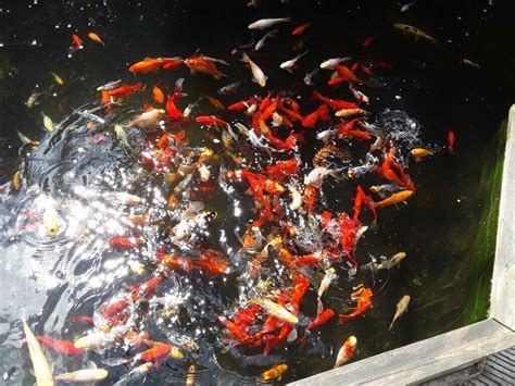 Shubunkin Goldfish Pond - Best Decorations