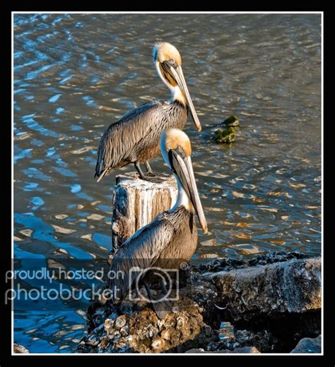 Animal photo, Gulf coast, Coast