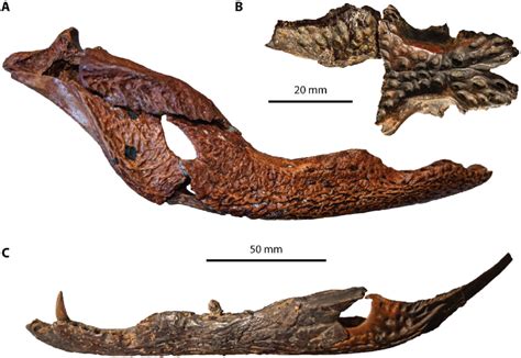 Mekosuchus inexpectatus and Volia athollandersoni. A, Mekosuchus... | Download Scientific Diagram