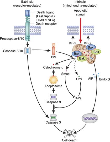 Simplified version of apoptotic cell death pathways. Extrinsic ...