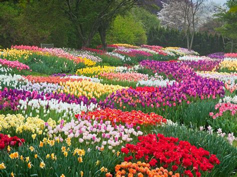 8 Places To See America's Most Beautiful Spring Flowers | Beautiful gardens, Beautiful flowers ...