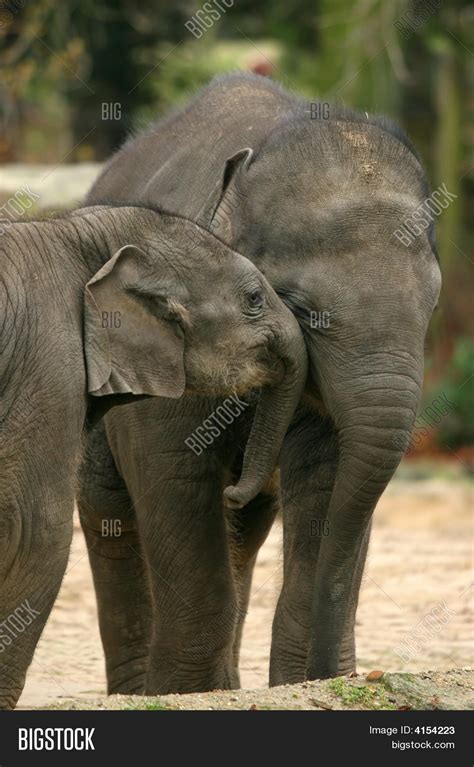 Two Baby Elephants Hugging Stock Photo & Stock Images | Bigstock