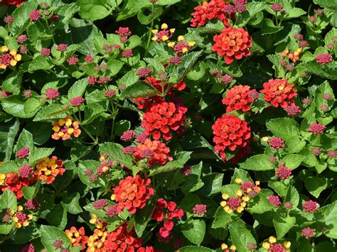 Reliable lantana blooms in summer landscapes | Mississippi State ...