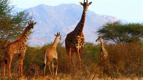 Ideas for your family vacation in Africa | Kadealo Travel