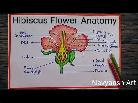 Hibiscus Flower Diagram