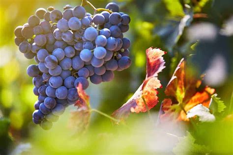 What are the Characteristics of the Syrah Grape?