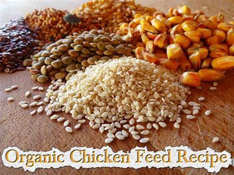 How To Make Organic Chicken Feed - LivingGreenAndFrugally.com | Polli ...