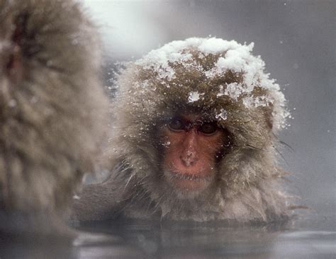 Michael Freeman Photography | Monkey bathing