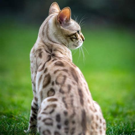 Snow Bengal Cat: What You Need To Know About This Adorable Breed – Petsmont