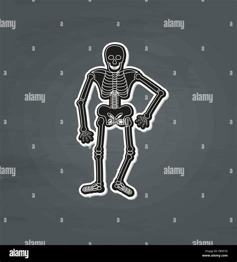 Human skeleton museum Stock Vector Images - Alamy
