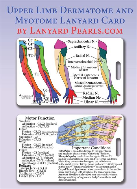 Upper Limb Dermatome + Myotome PVC Lanyard Card