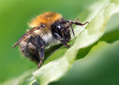 Brief and entries | Young Bug Photographer - Macro photo contest ...