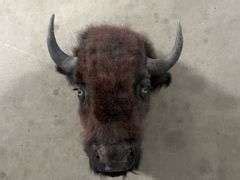 Buffalo Head Mount - Assiter Auctioneers