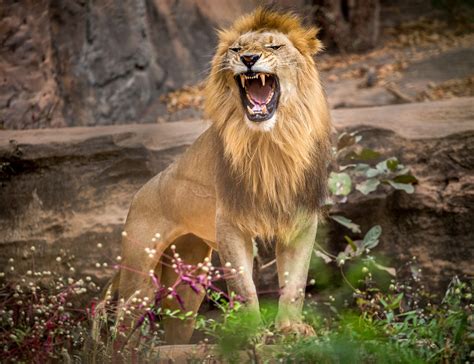 Woman Climbs Into Lion Enclosure At Bronx Zoo, Shares Videos On Instagram - 'I Really Have No ...