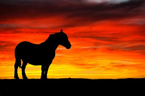 Horse And Sunset Silhouette Free Stock Photo - Public Domain Pictures