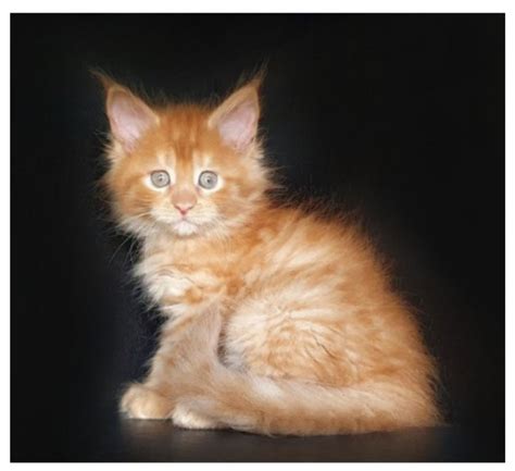 Maine Coon Goldens Farm – Maine Coon Cats Kittens New Hampshire