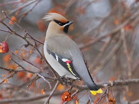 How Bohemian Waxwings Get Drunk Off Fruit