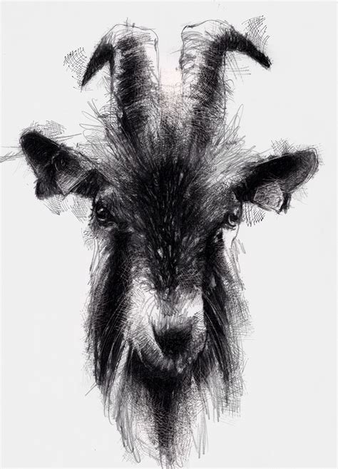 Goat | SeanBriggs | Goat paintings, Goat art, Animal drawings sketches