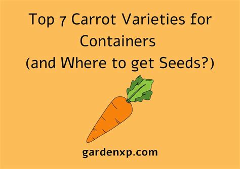 Top 7 Carrot Varieties for Containers (and Where to get Seeds?)