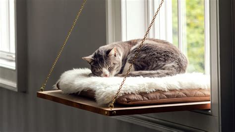 Cat Window Perch | Martha Stewart