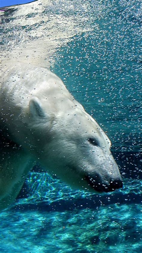 Download Wallpaper 640x1136 Polar bear, Underwater, Swimming, Diving ...