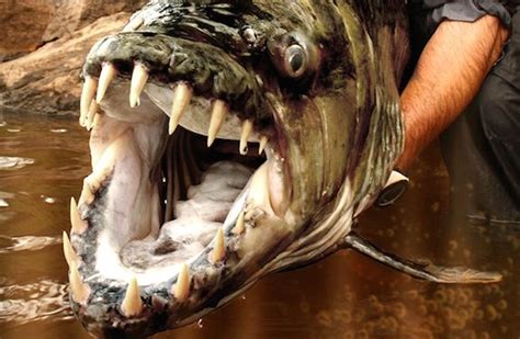 WATCH: The Goliath Tigerfish Is One Scary Mofo