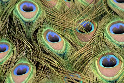 Peacock tail feathers Photograph by Loren Dowding - Fine Art America