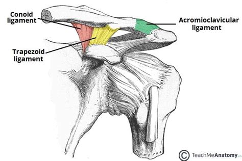 The Acromioclavicular Joint - Structure - Movement - TeachMeAnatomy