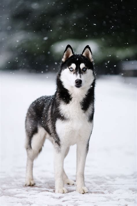 Portrait black and white Siberian husky standing against the blue snow. Dogs on the background ...