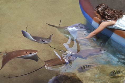 Exhibits & Animals - Texas State Aquarium | Fish pet, Animals, Exhibition