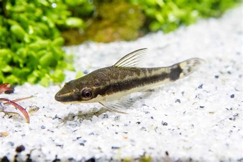 Otocinclus Care Guide & Species Profile | Fishkeeping World