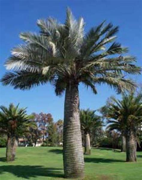 Chilean Wine Palm - Jubaea Chilensis 200mm