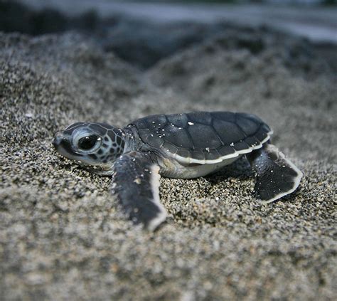 I've always thought baby sea turtles were the cutest : aww