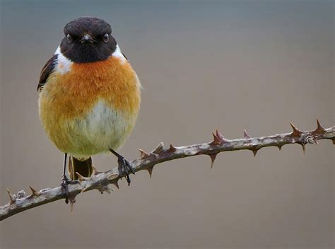 Sea birds of the Welsh coast | British sea birds | Visit Wales