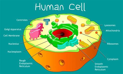 Cell Structure - Biology Online Tutorial