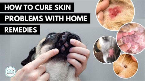 How To treat 5 Skin infection in dogs 🐕 with home remedies. - YouTube