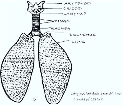 COMPARATIVE ANATOMY: RESPIRATION IN BIRDS, REPTILES AND MAMMALS ...