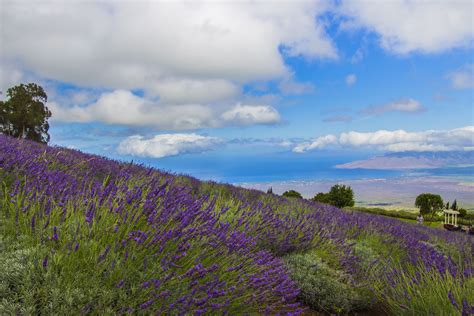 How to See the Kula Lavender Fields on Maui