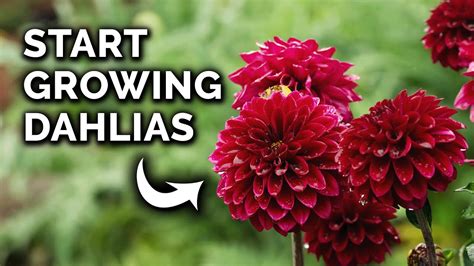 How to Plant Dahlia Tubers From Start to Finish